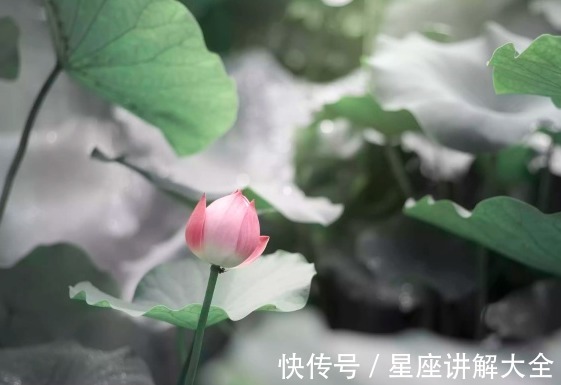 吉星|9月上旬，运势如虹，4属相吉星伴身，桃花旺盛，前程似锦