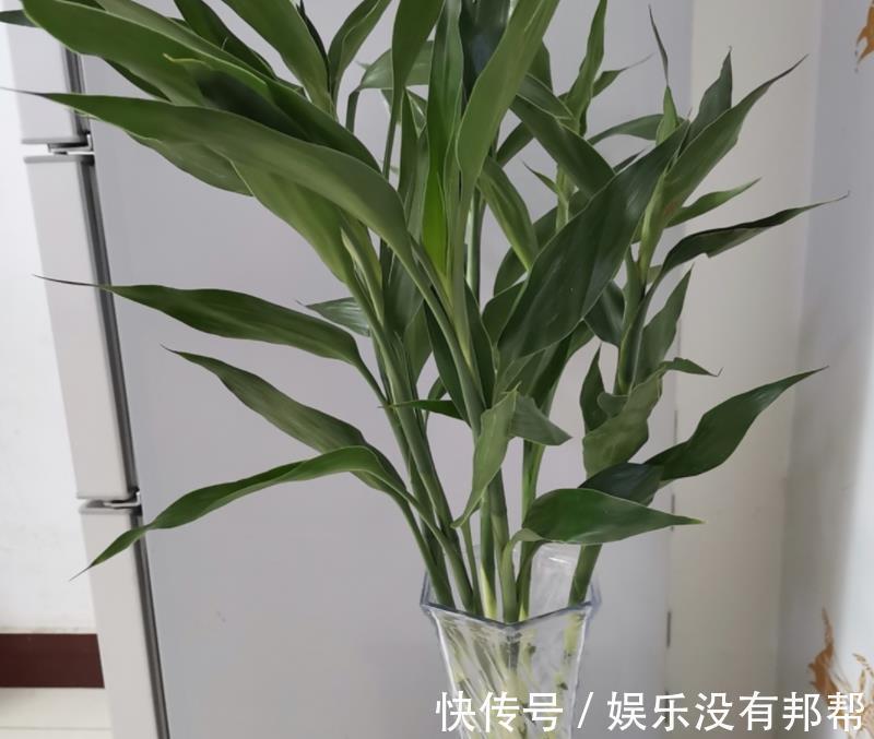 主干|水培富贵竹,春节前后养不活,聪明人都玩养成,在夏秋入手