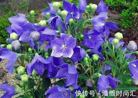 喜欢养菊,不妨养“稀有菊花”菊渊雅韵,似美人起舞,灵动飘逸