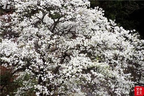 千树万树梨花开！印江江家坡村的古梨树园美呆了