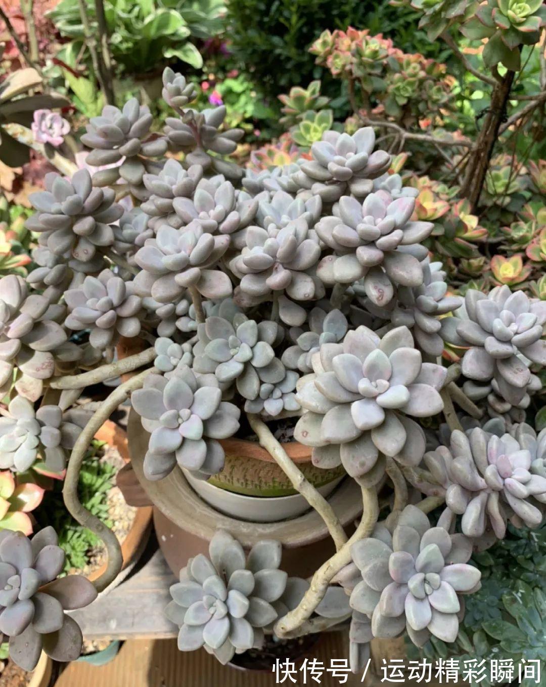 十几年的多肉“妖精”,自然老桩头,造型太美