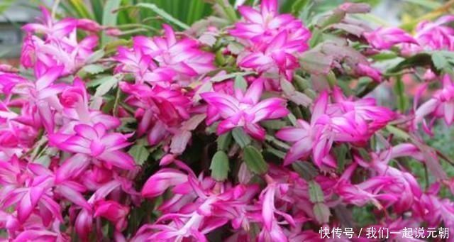 给蟹爪兰“晒太阳”,注意“1点”,新芽多,颜色深,开花就爆盆