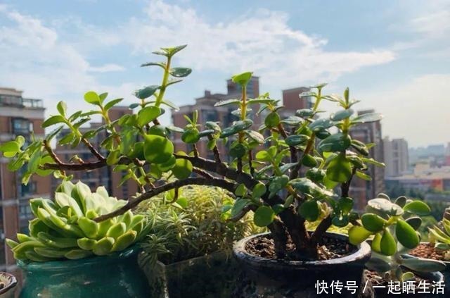 金枝玉叶开花了,特罕见,比雅乐之舞还美!金枝玉叶开花了,特罕见,比雅乐之舞还美!