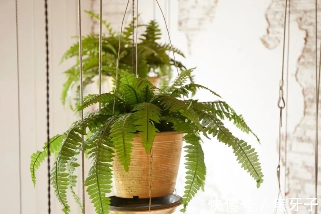 观赏蕨类植物叶子发黄的6大原因，黄叶的症状和解决方法