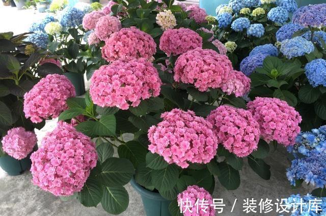 茉莉花|6种“漂亮花”,长了就狠剪,舍不得剪害处大,耽误一年开花量