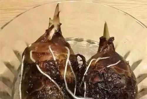 时间就能|一个芋头芽,埋在花盆里,10天长成大盆景,比龟背竹还漂亮