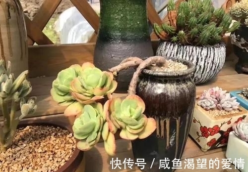 养多肉都喜欢大老桩?这10个品种全是“大粗腿”,越养越好看!