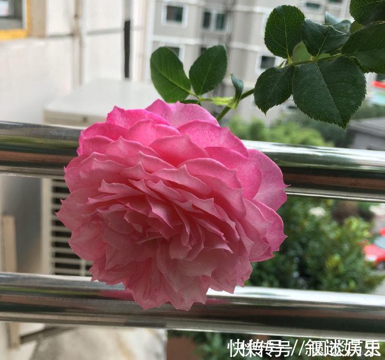 水培|开花最香的5种花,家里养一盆,满屋飘香,养庭院,十里飘香