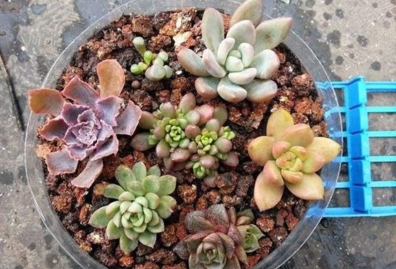 盆底|3种“垃圾”垫盆底,不黄叶烂根,1年四季叶子油绿,花开爆盆!