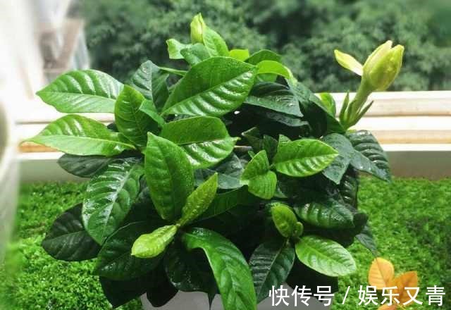 为何在夏季分盆的栀子花,茎干绿油油,就是不发芽,该怎么办