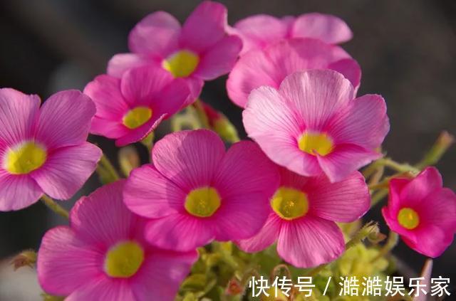 养花杀手养啥养不活这些花寓意好、皮实好养活,附养花技巧!