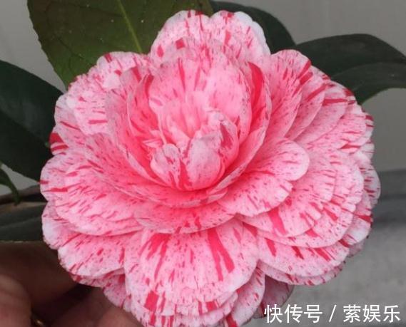 芹叶牡丹芹叶牡丹|养花总“养死”3种“廉价花”养一盆，3月不用管，照样花儿爆