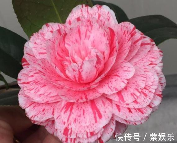 芹叶牡丹芹叶牡丹|养花总“养死”3种“廉价花”养一盆,3月不用管,照样花儿爆