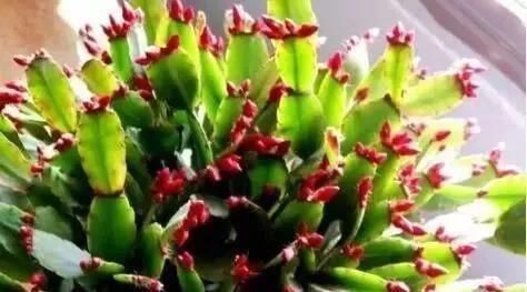 1种“液体”滴盆里,蟹爪兰一次能开300朵,年年“开花”好几次