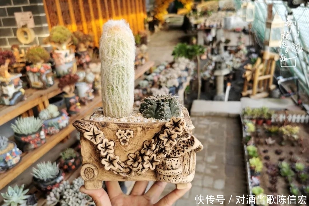 多肉桃花源:别人笑我太疯癫,我笑他人看不穿!