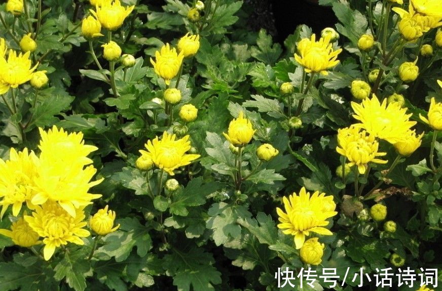 汴梁#宋词里的重阳节：读晏殊这首《诉衷情》，品味宋代的重阳节习俗