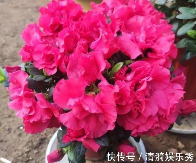 花朵|家里养此款花卉，便宜又好养，花开香飘溢满屋，阳台变温馨花园