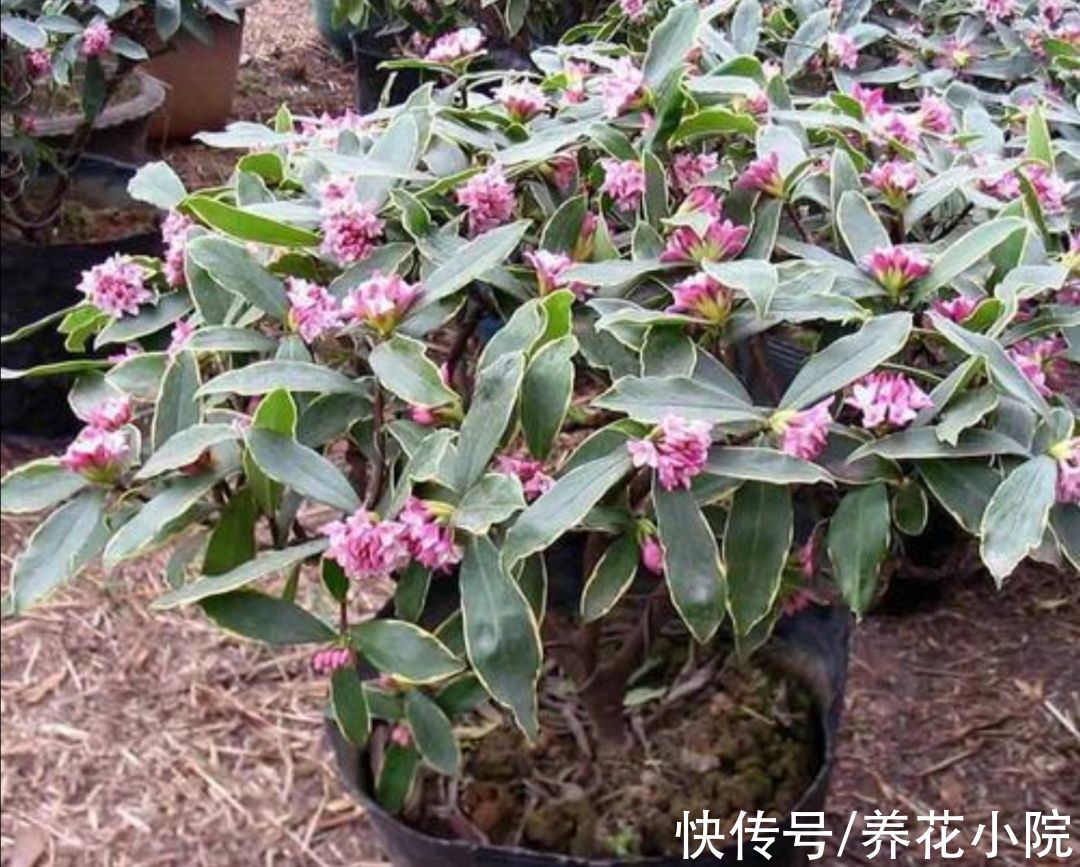 天气变冷,3种花别再换盆,否则难过冬