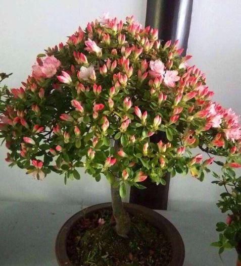 杜鹃花养得没精神、黄叶,将“1个步骤”改一改,不久就能养好