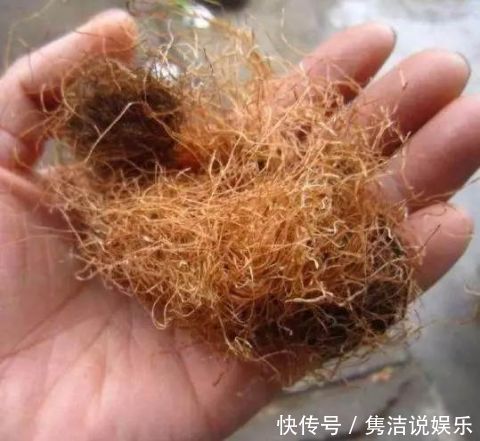 玉米|玉米须别再扔了,用来泡水喝,不出一个月,这3件好事不请自来