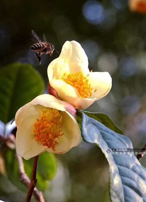 广西河池：山茶花开迎春来(组图)