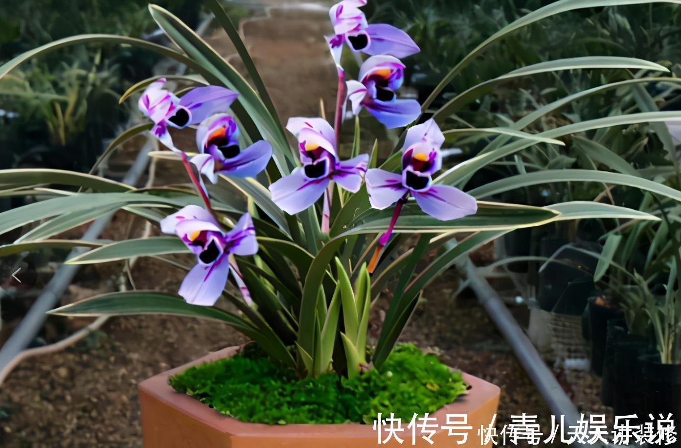 花友们|家中的兰花盆栽多年不开花,究其原因,不过是这3点没做好罢了