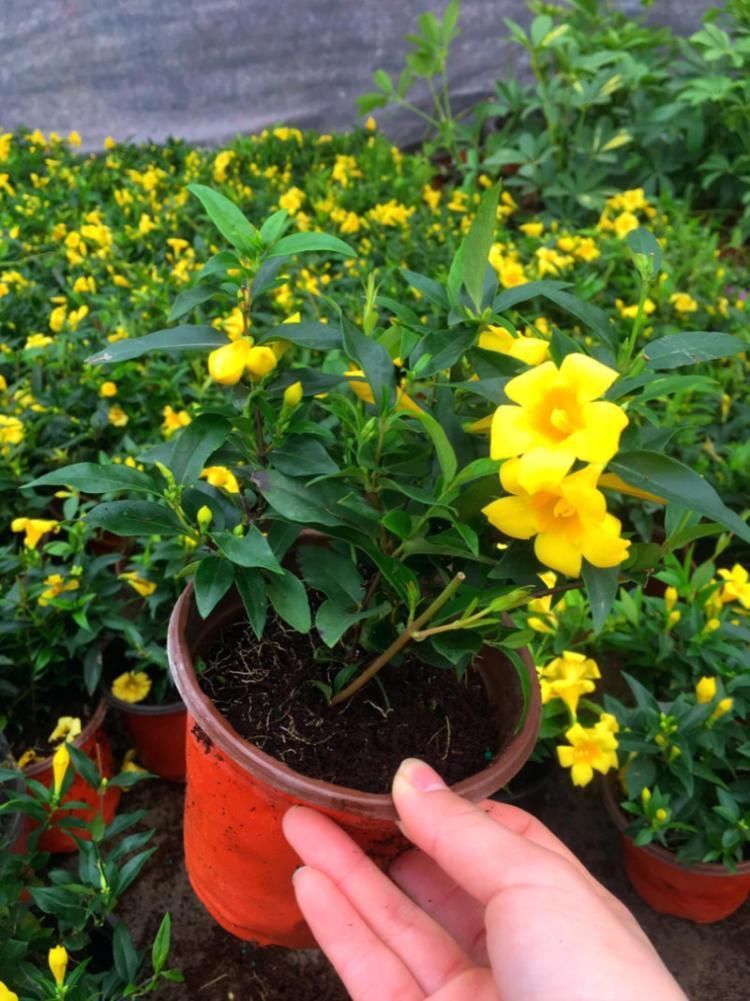 好闻的“香水花”，天冷开花一开开满盆，养一盆吧！