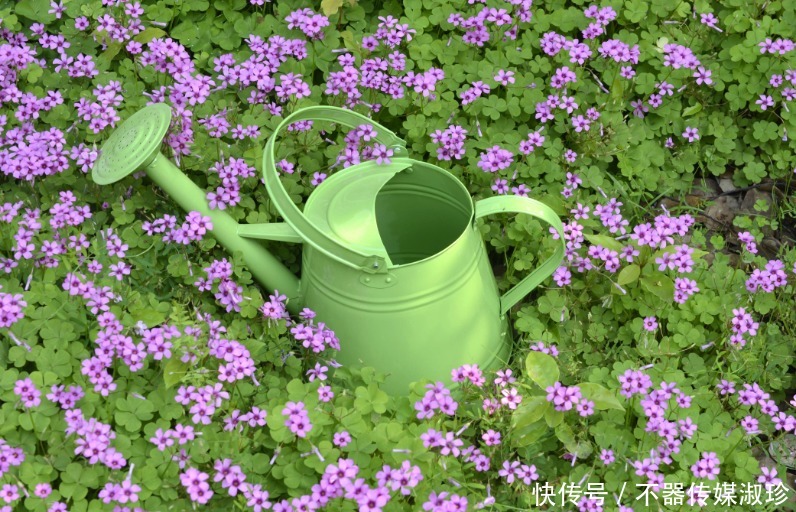 想养花先学浇水,教你两个小诀窍,轻松判断水质养好花