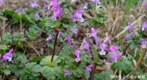 价值|农村一种野草,被称“植物黄金”,如今价值珍贵,市场100元一斤