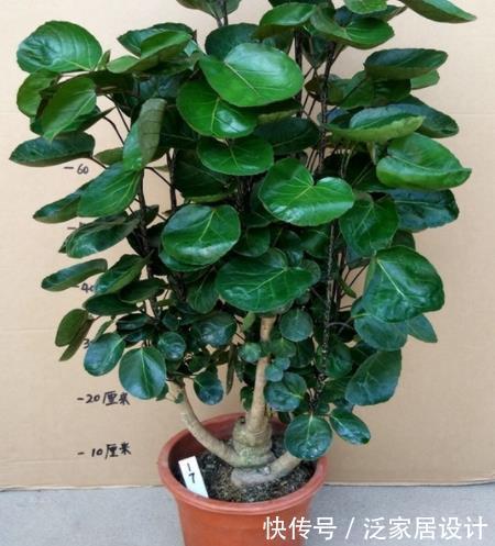 铜钱草|5种花卉自“带钱”,寓意美好招财进宝,有钱人家都会养几盆