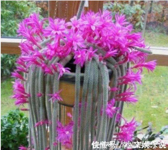 沙漠玫瑰|清新迷人的几种花卉,花香易打理,开花艳丽惹人爱,沾土就活