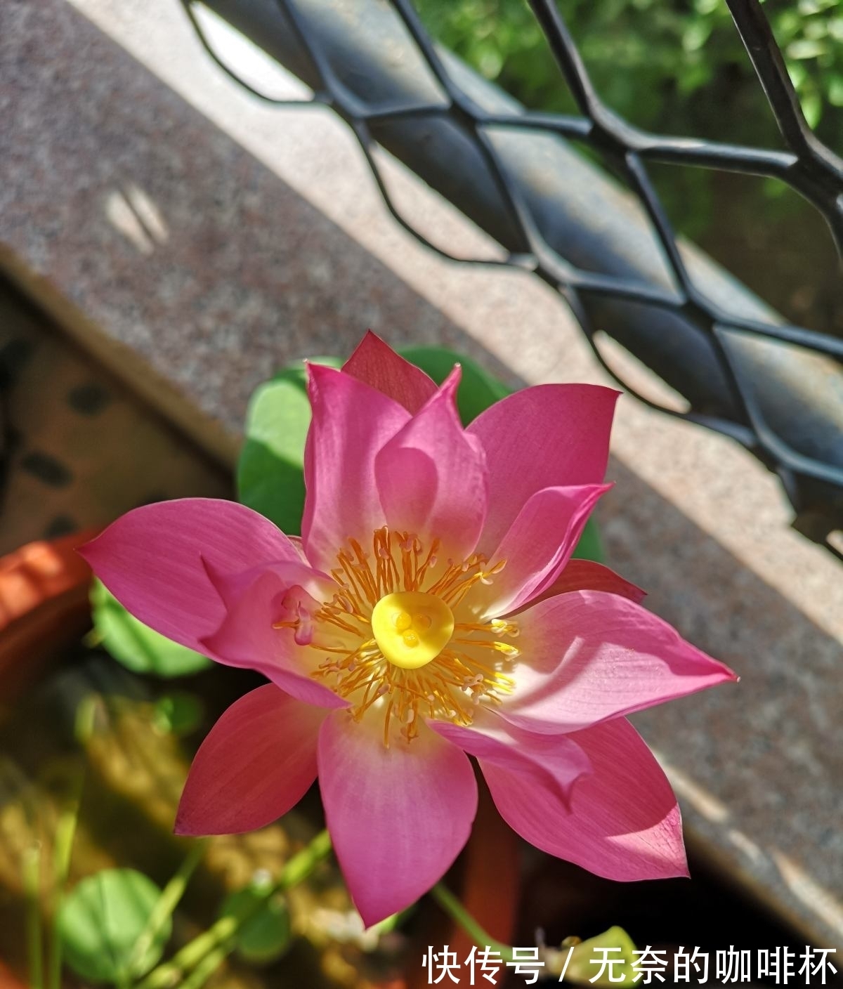 菊花|平日里送花,不要送碗莲,有人会忌讳