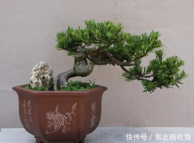 5种盆栽花卉,镇宅旺财,好运满满,养成盆景美极了!