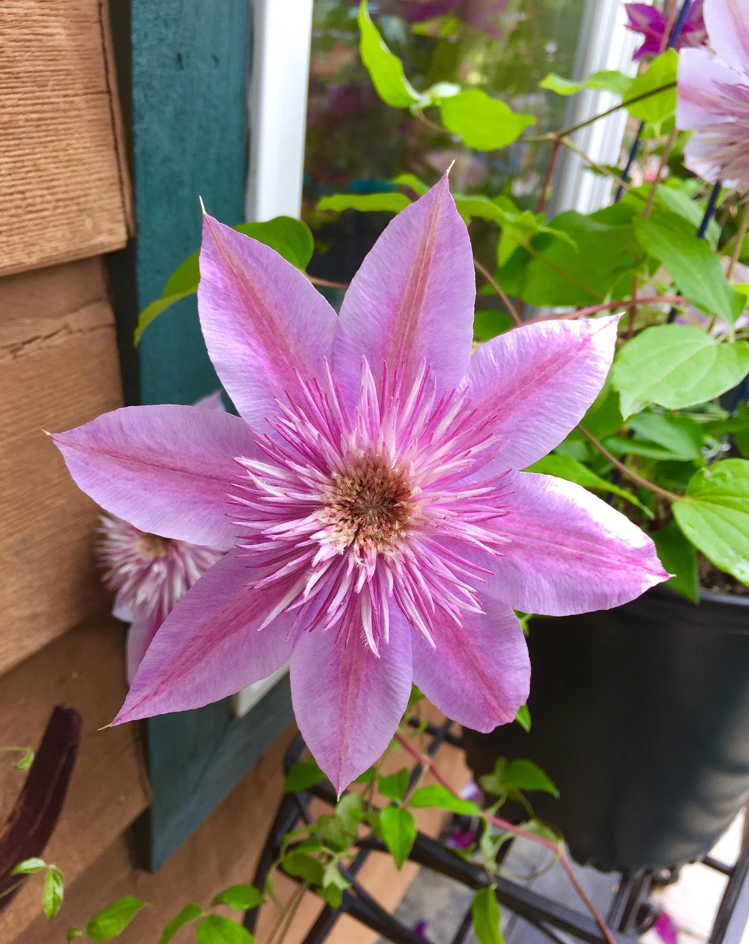 想要窗台美美哒,8种花草养起来,一晒就开花