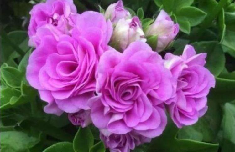 4种漂亮花,好打理,不仅花好看,名字也好听,尤其第2种!