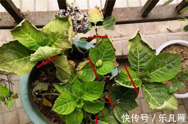 养花技巧快死的花,剪一刀立马活,还能再开花!