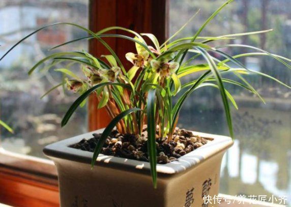 兰花烂根空根怎么办？关键是栽种不得当，一定要掌握好技巧才行