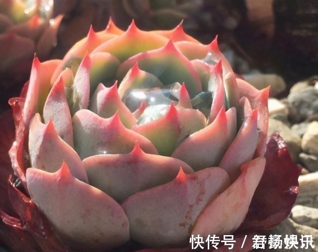 玉蝶|喜欢养多肉,应该挑战一下玉蝶,可以控出这状态,不得不佩服