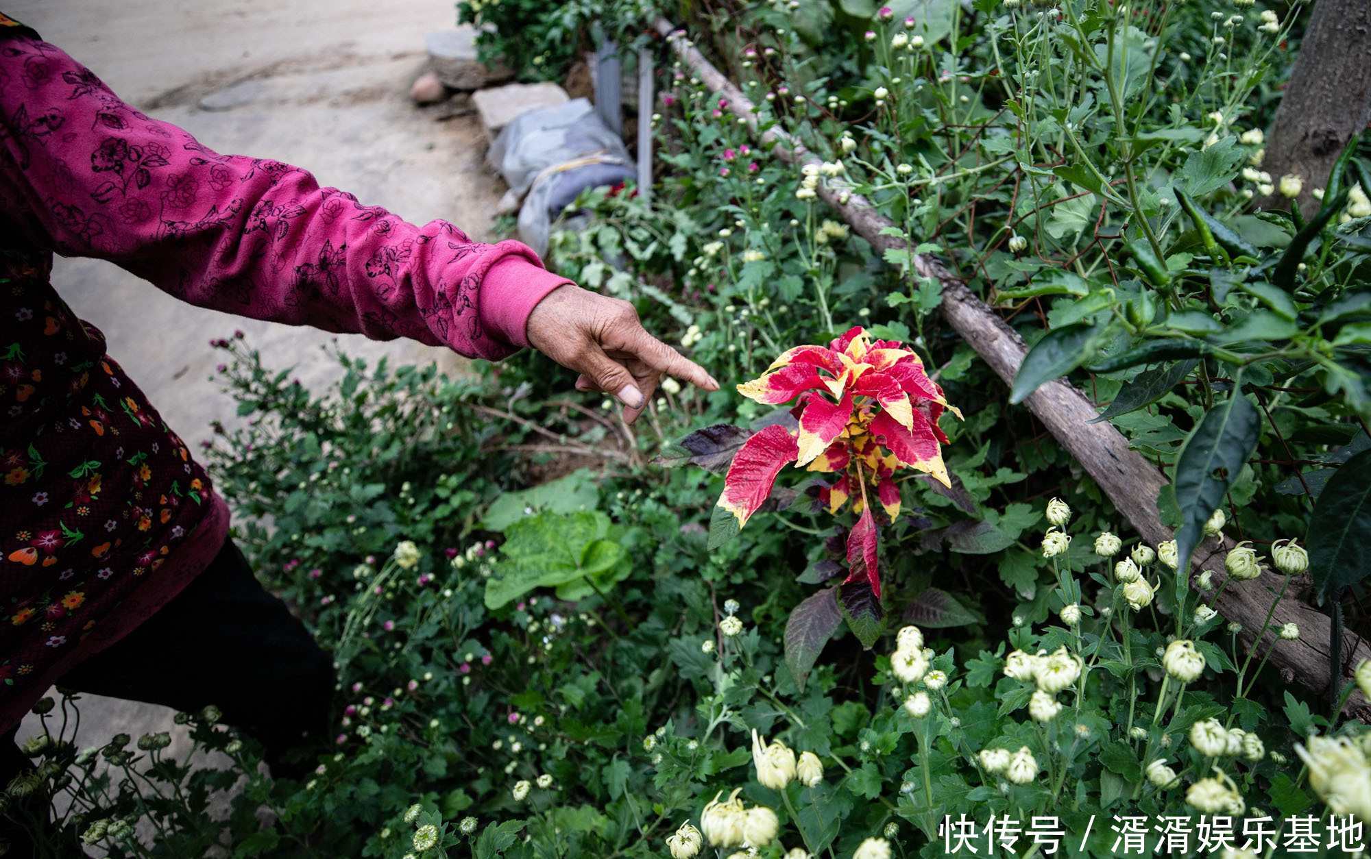 奇特植物落户7旬夫妇门口，颜色鲜艳像草又像花，谁知道它叫什么