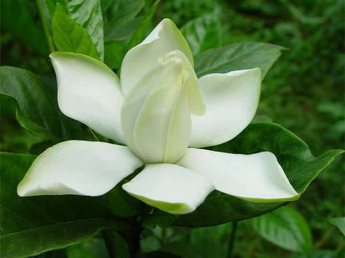 花期到了,栀子花却又掉花苞了,赶紧让它去晒太阳