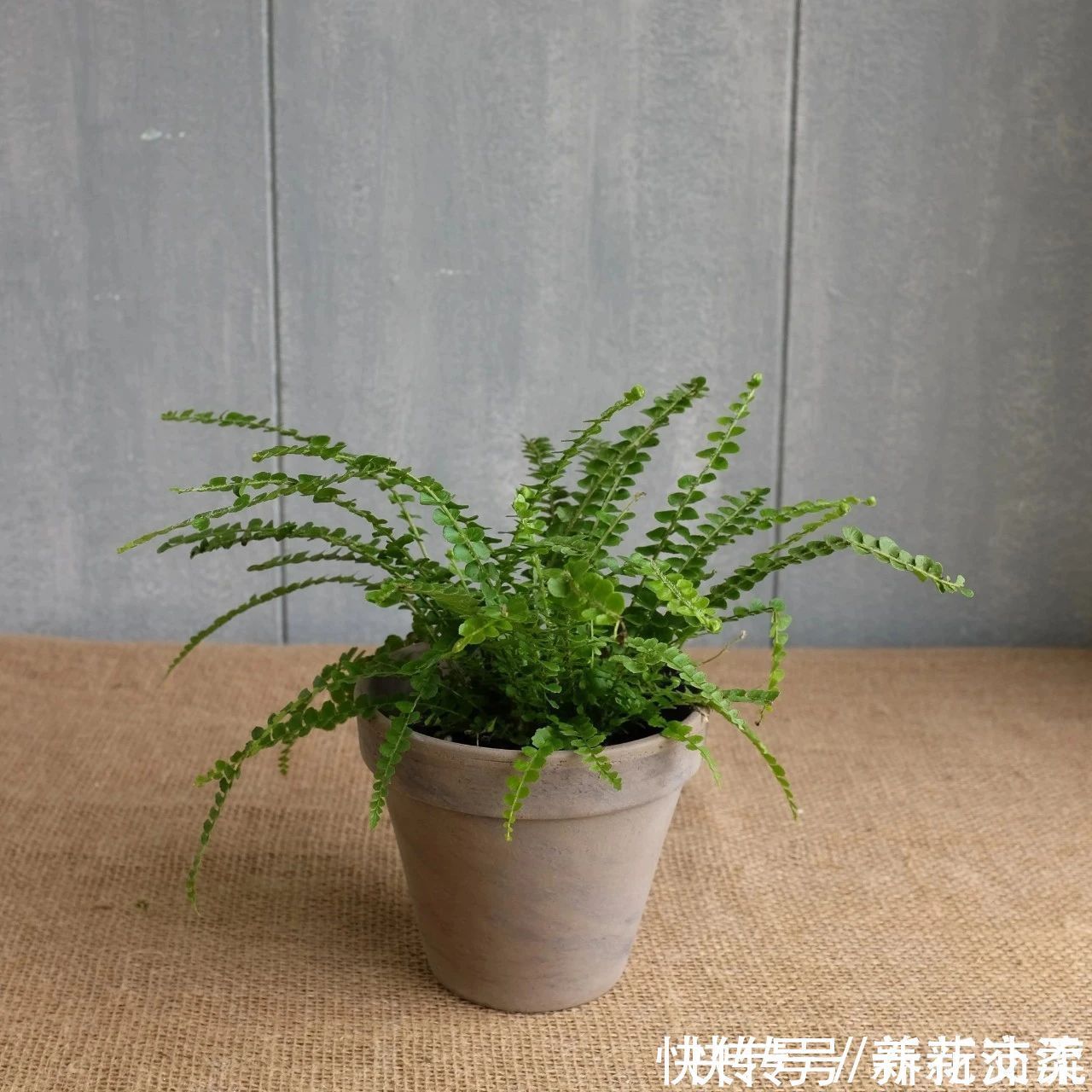 竹芋|6种常见的弱光植物,能室内半阴的环境,养窗台便可维持良好状态