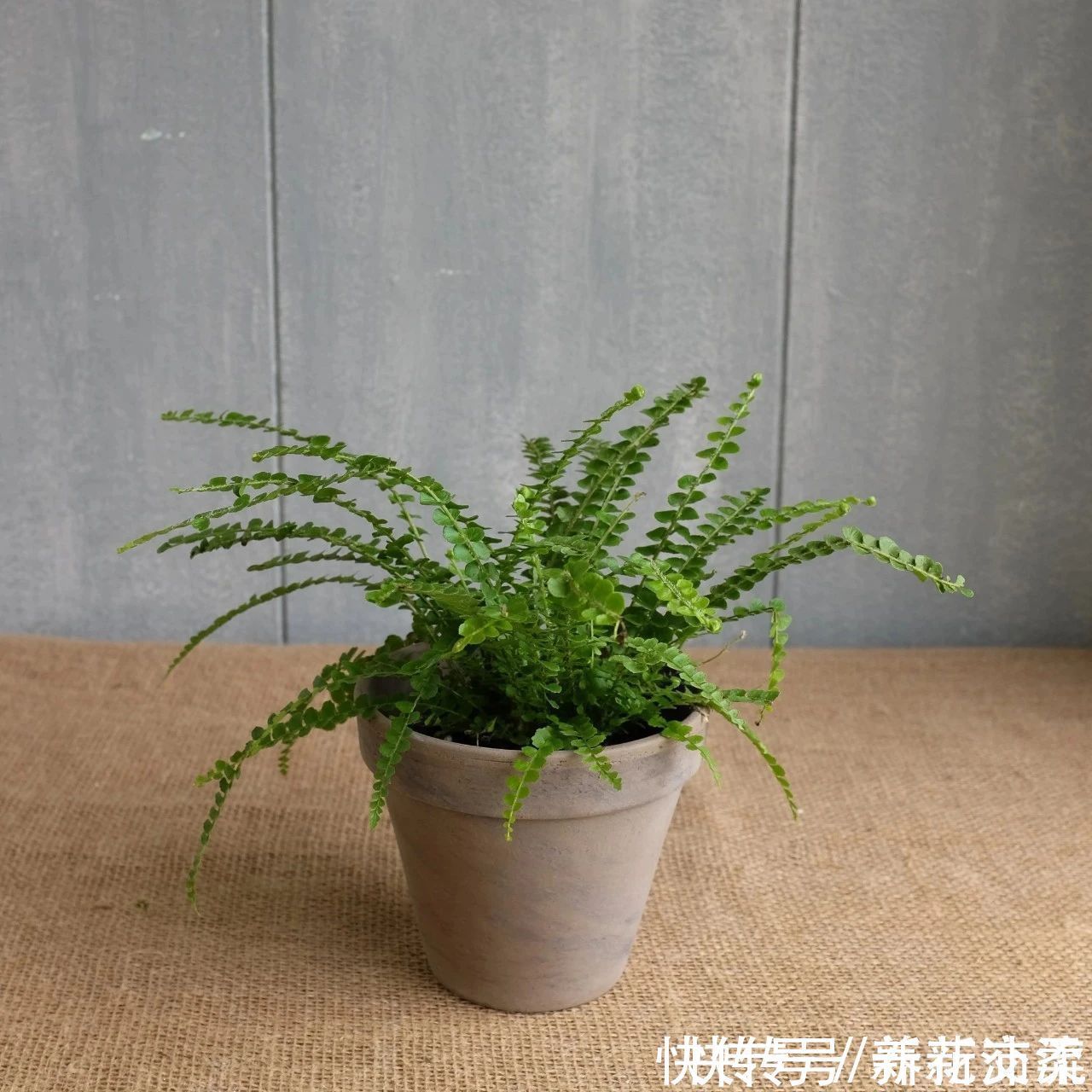 竹芋|6种常见的弱光植物，能室内半阴的环境，养窗台便可维持良好状态