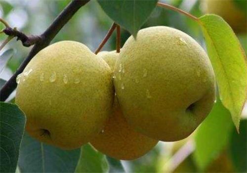 秋天|秋天来了，多吃以下3种食物，能提神醒脑，舒缓压力，早吃早好