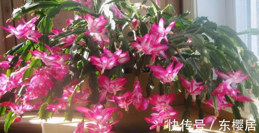 美极了|10种漂亮的年宵花，秋天养一盆正当时，绽放整个冬天，你养过几种