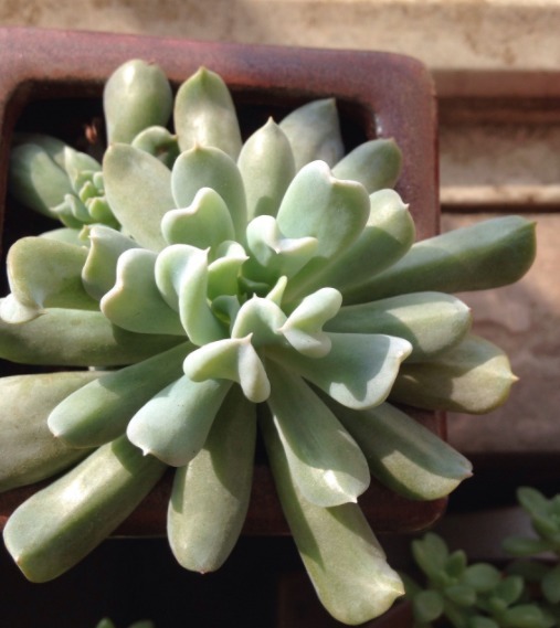 多肉要想养爆盆,选对品种很重要!这些多肉超好养,分分钟养爆盆