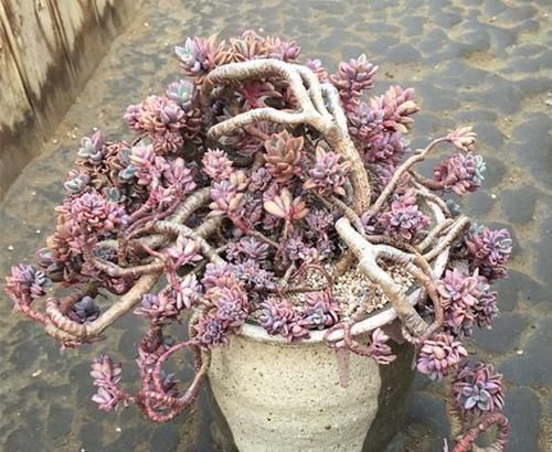 10年多肉大师的经验分享,做好一件事,多肉长成高价老桩