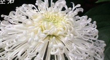 喜欢菊花,不如养“菊中珍品”碧空银花,是银白莲花,清秀淡雅