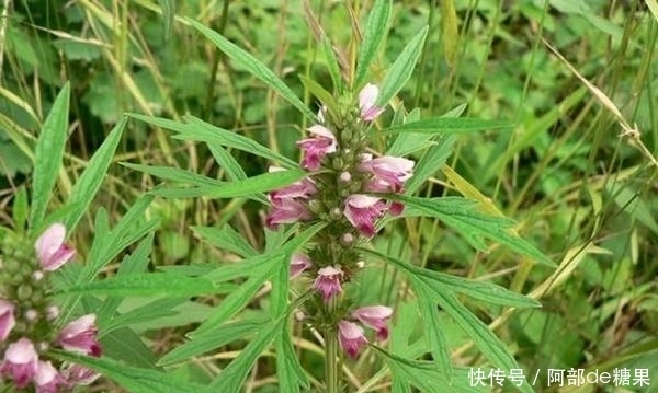 比保健品健康的野草，农村许多地方都有，是女性健康的理想食物