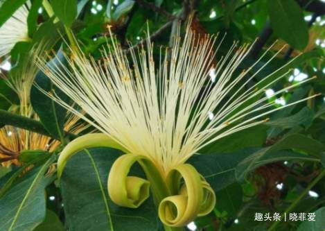 6种植物，花开富贵“好兆头”，能养开花是“高手”，你家有吗