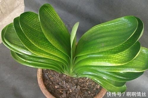 浇水|君子兰放在什么地方养比较好放错了叶子发黄状态差!